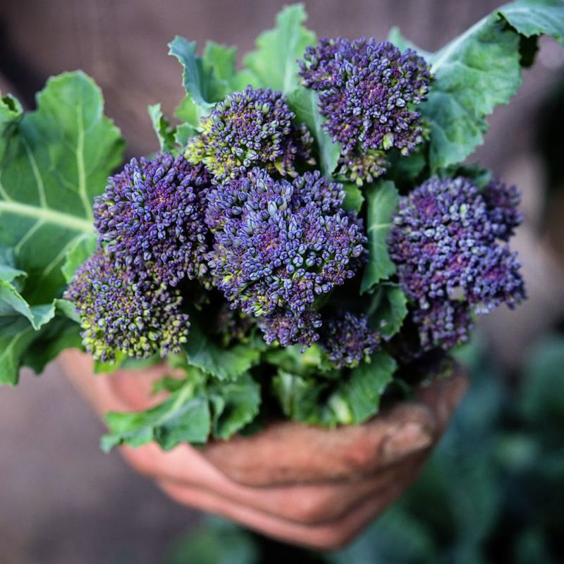 Early Purple Sprouting Broccoli