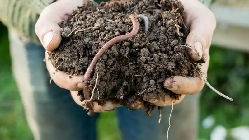 Earthworms