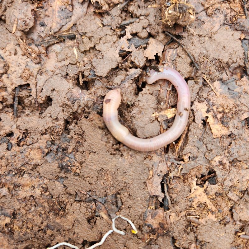 Earthworms