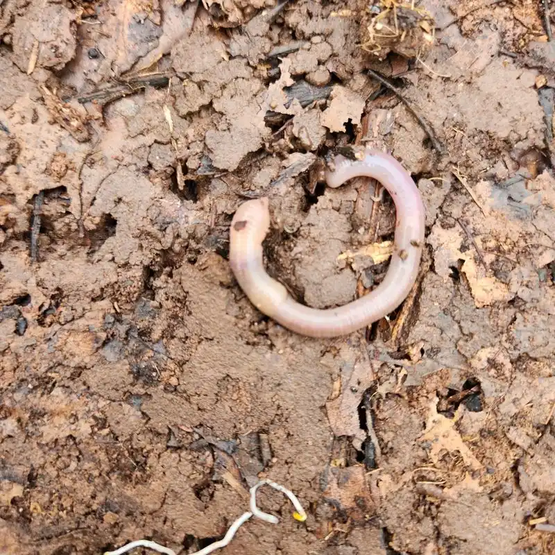 Earthworms