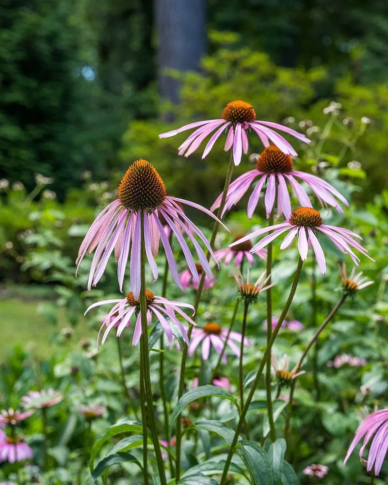 Eastern Purple Coneflower