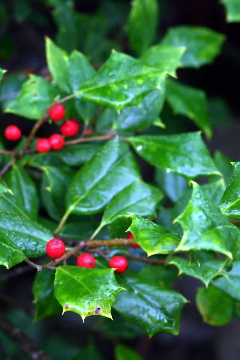 Holly