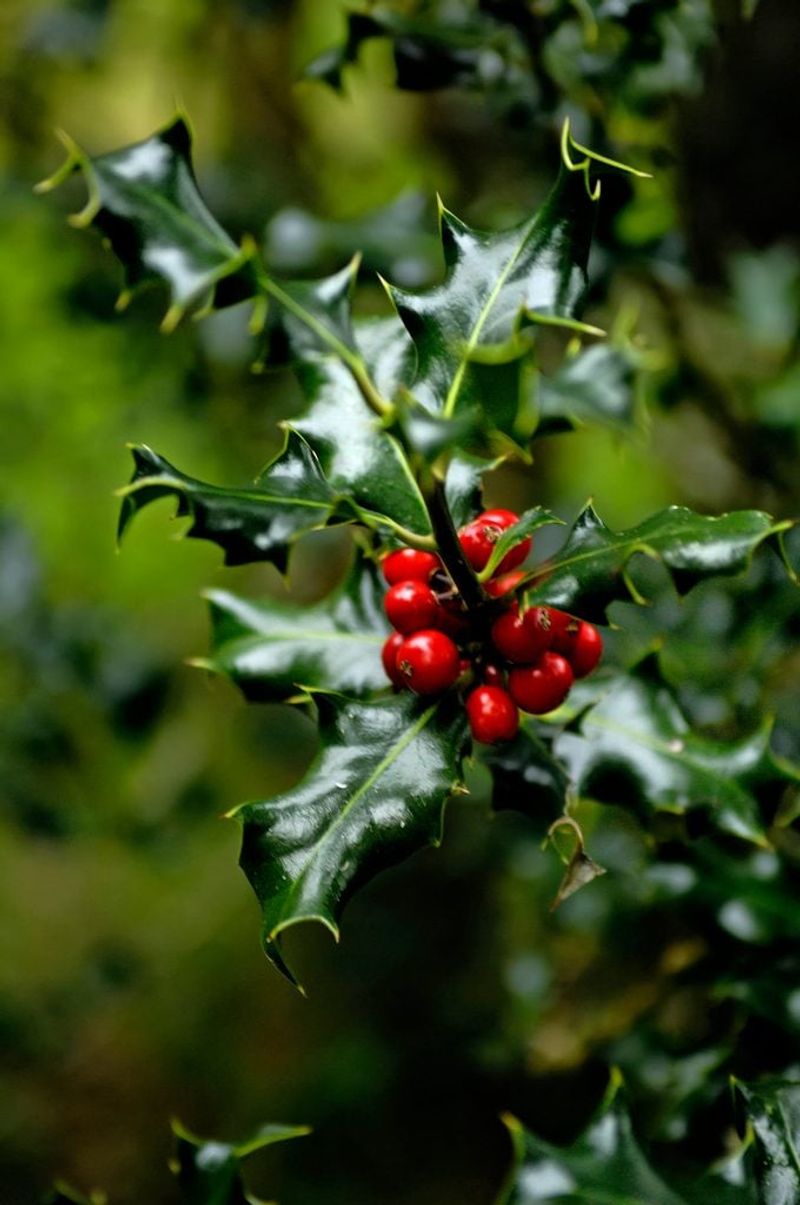 Holly