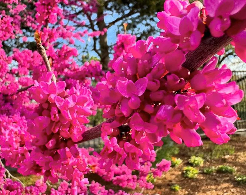 Eastern Redbud