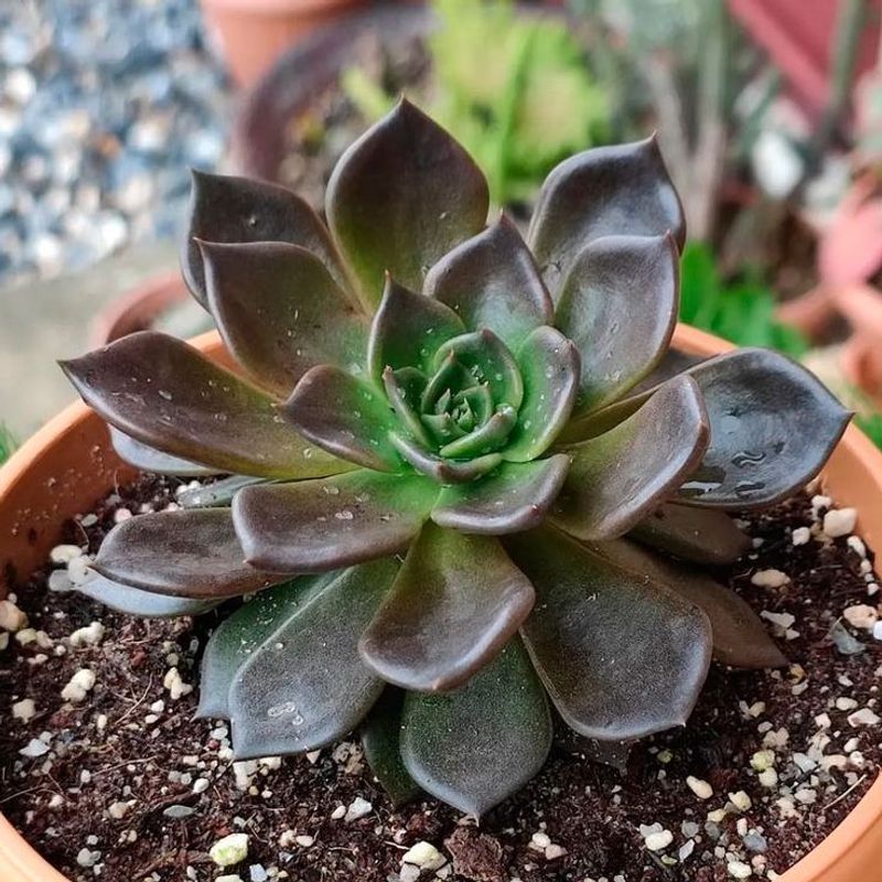 Echeveria 'Black Prince'