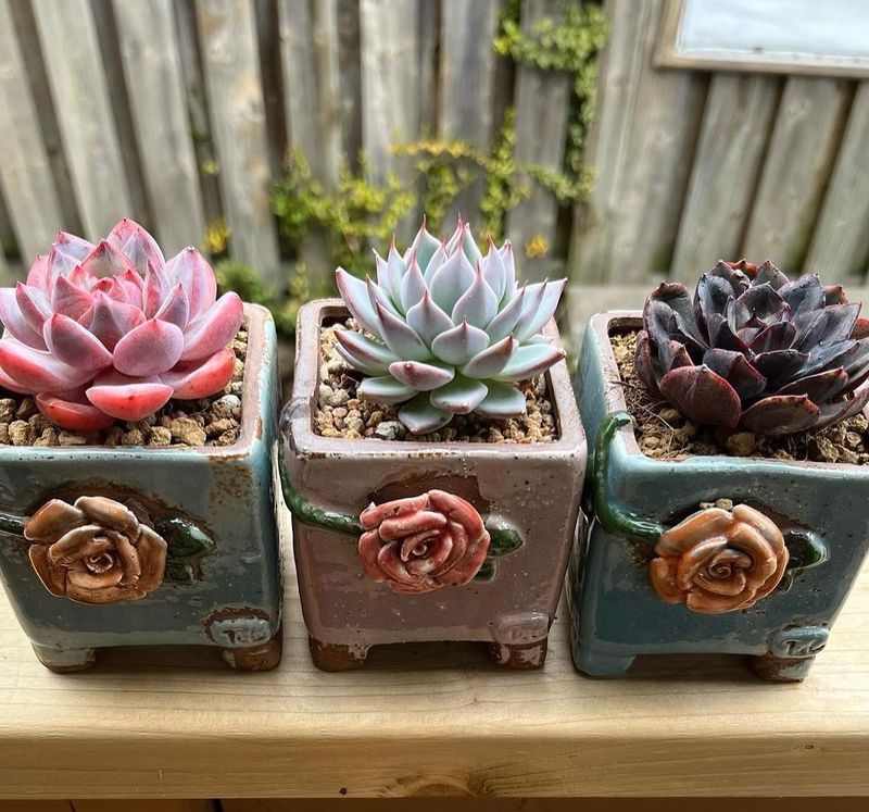 Echeveria