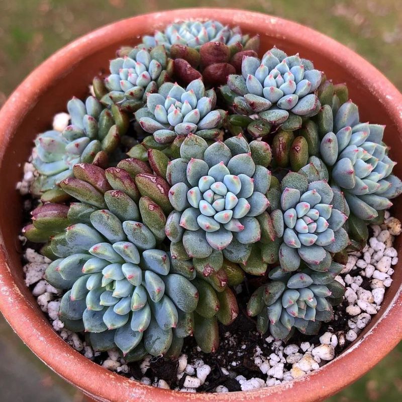 Echeveria