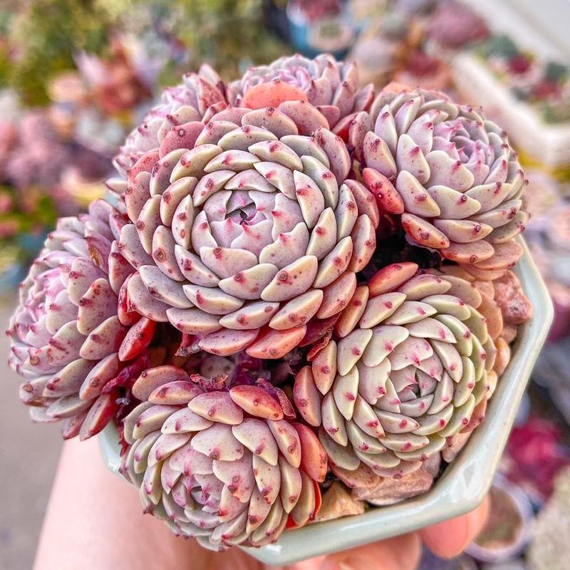 Echeveria