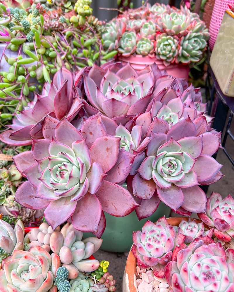 Echeveria