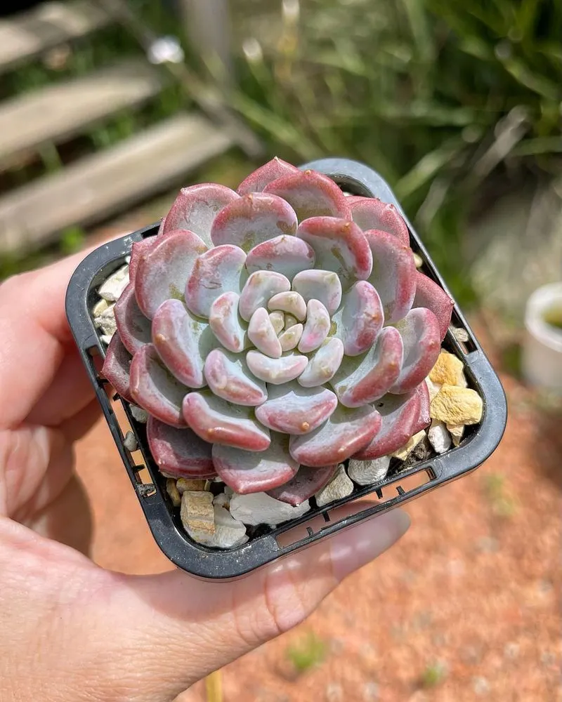 Echeveria