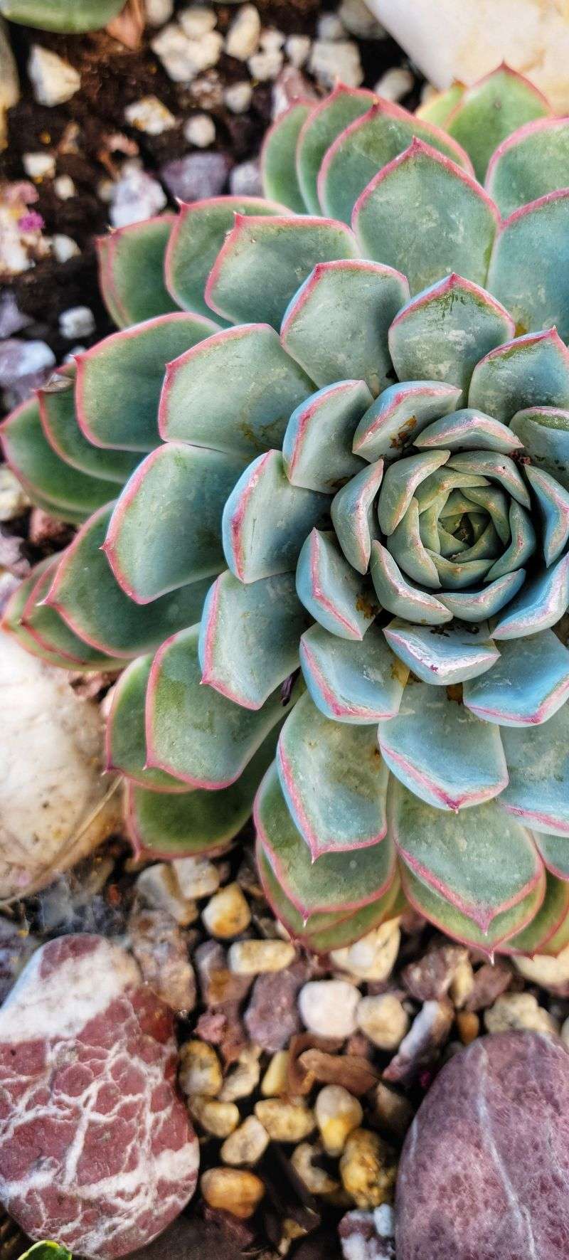 Echeveria Elegans