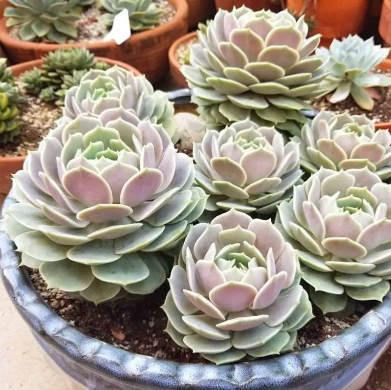 Echeveria