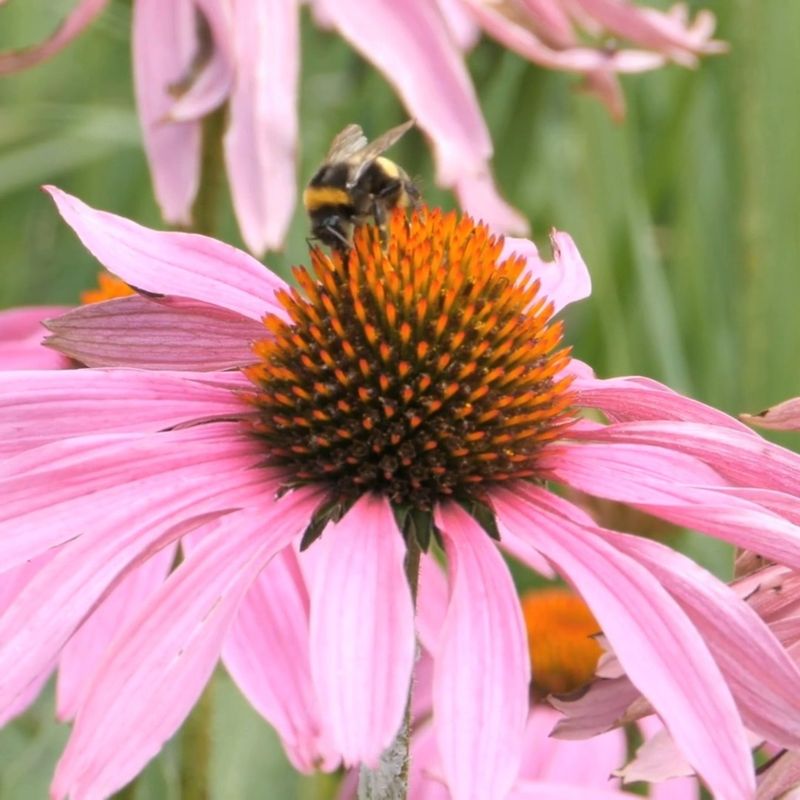 Echinacea