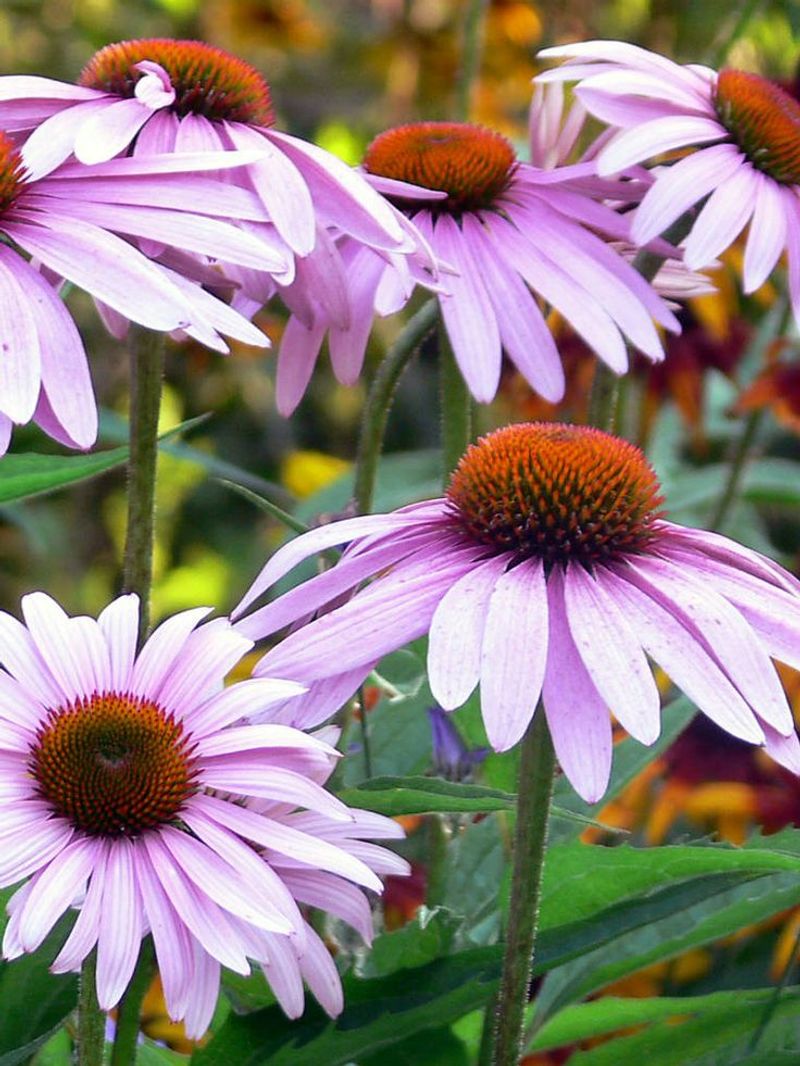 Echinacea