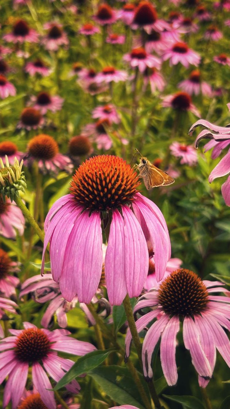 Echinacea