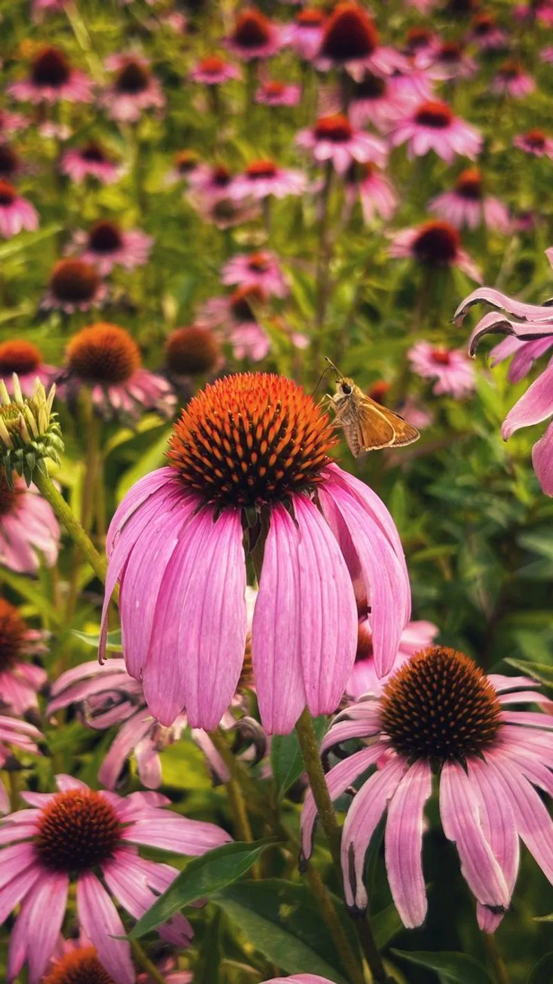 Echinacea