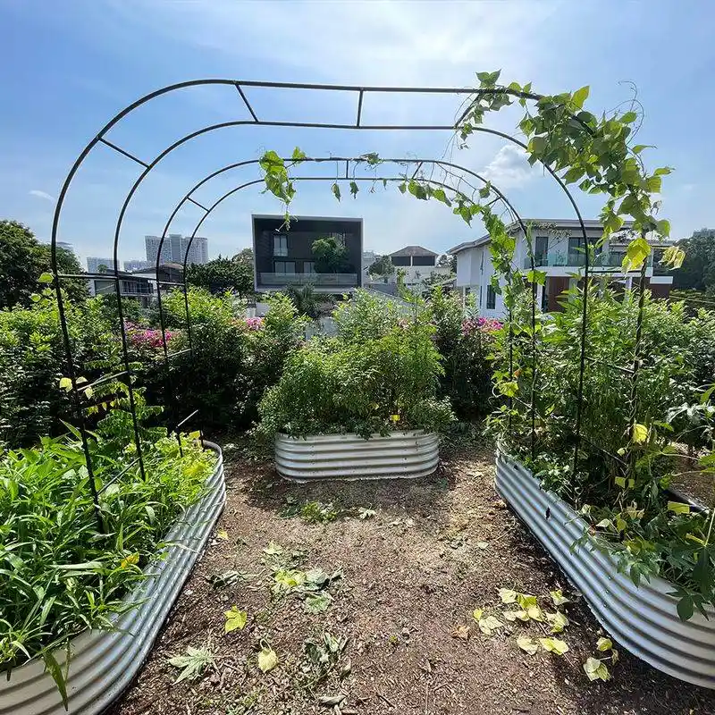 Edible Balcony Garden