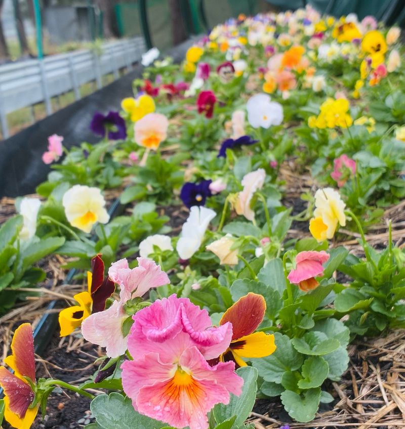 Edible Flower Bed