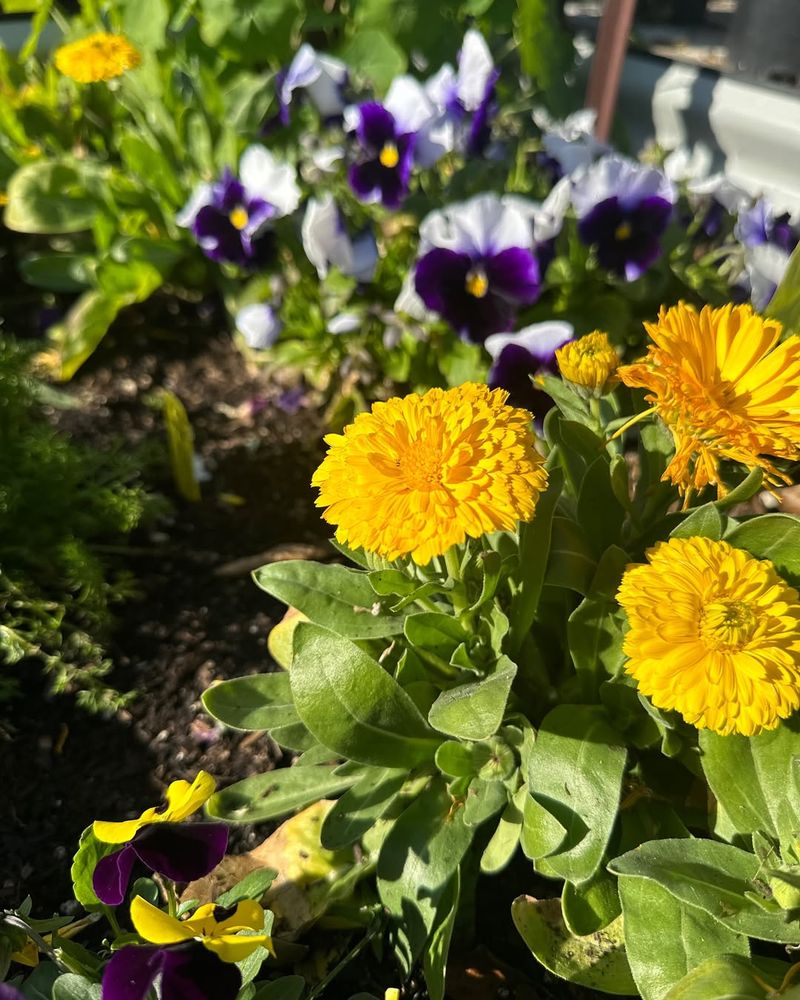 Edible Flower Garden