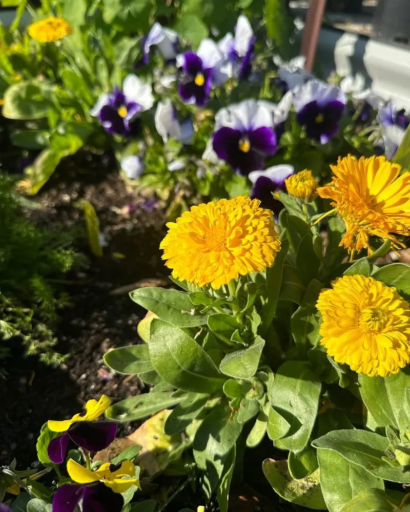 Edible Flower Garden