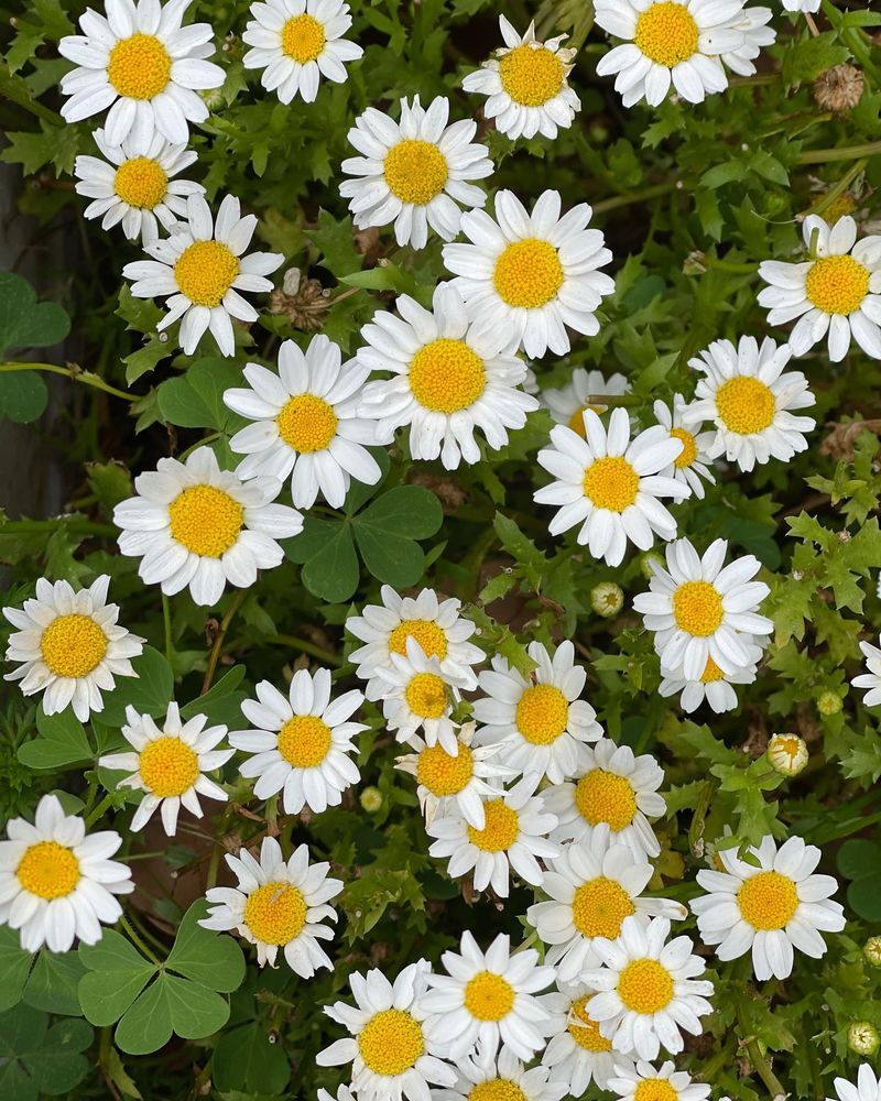 Edible Petals and Leaves