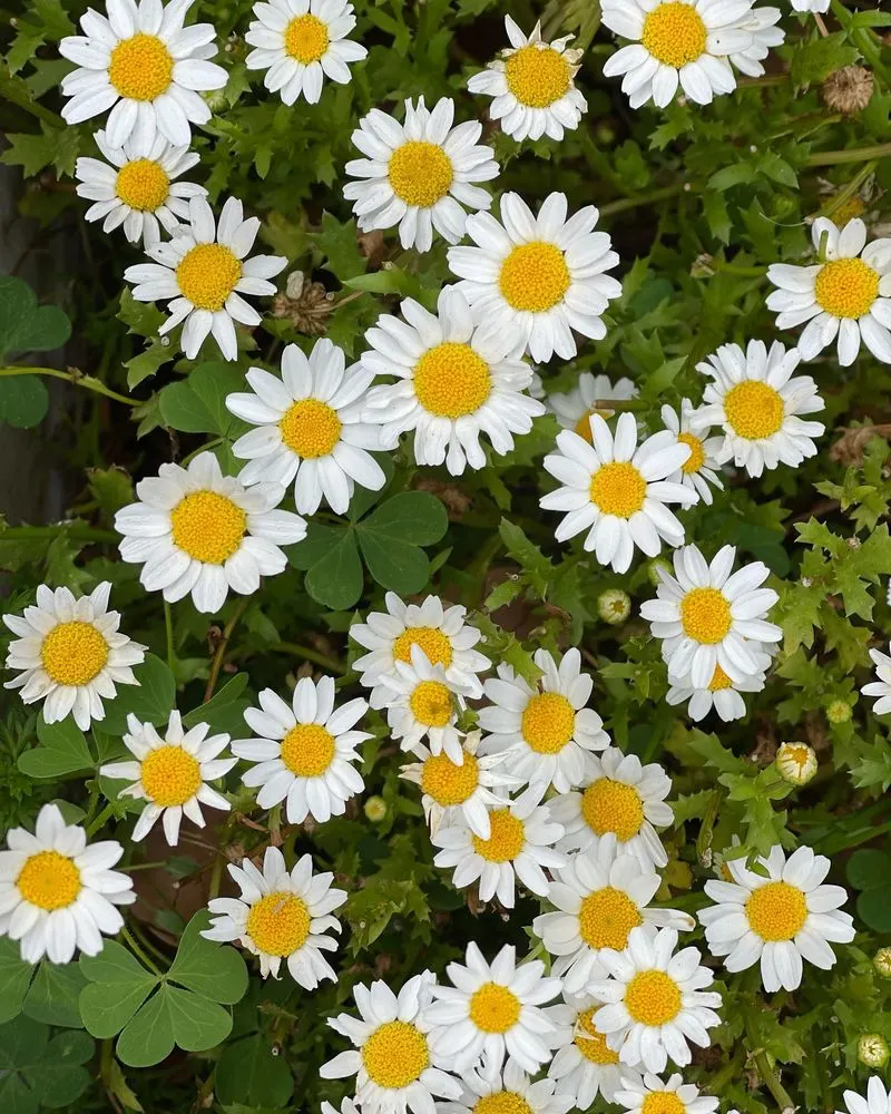 Edible Petals and Leaves