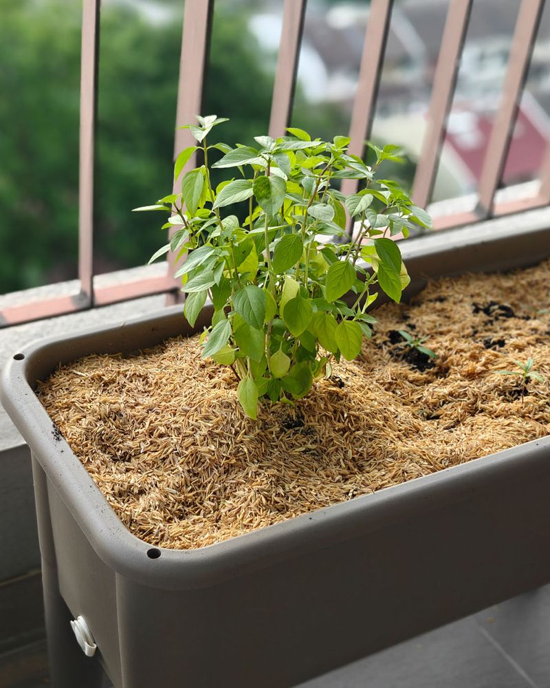 Edible Plants