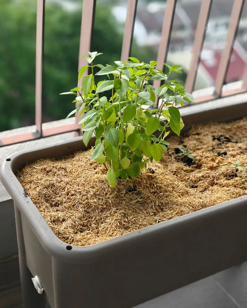 Edible Plants