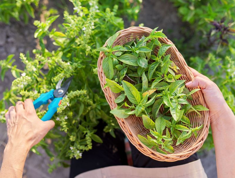 Herb Harvesting Delight