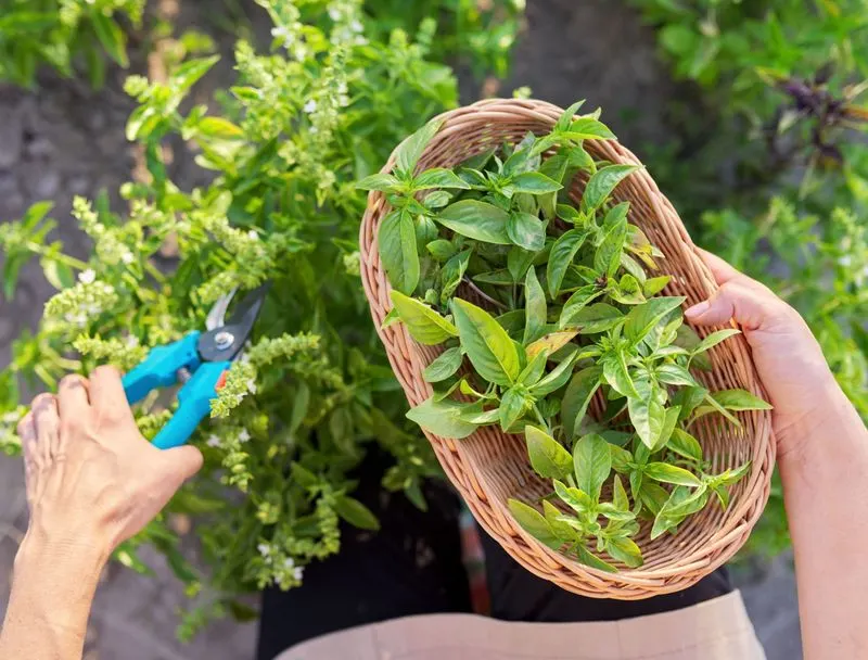 Herb Harvesting Delight