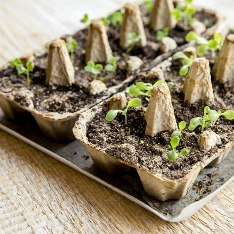 Egg Carton Seed Starter
