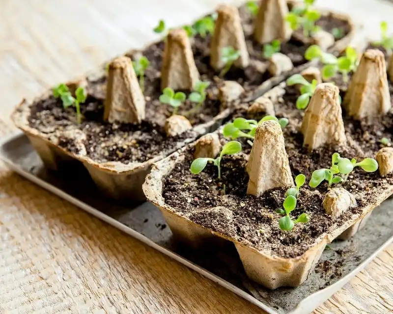 Egg Cartons