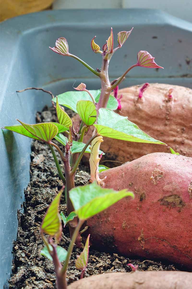 Sweet Potatoes