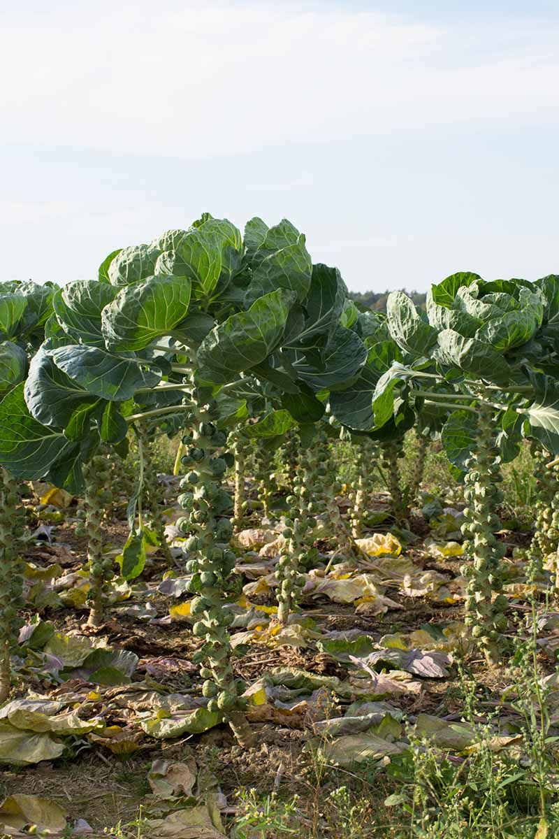Brussels Sprouts