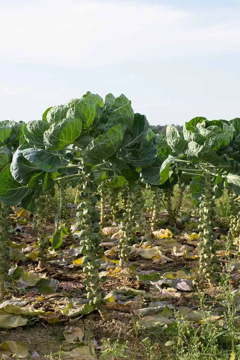 Brussels Sprouts