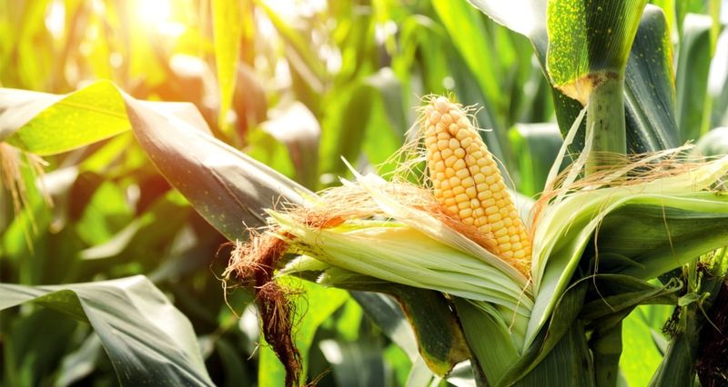 Sweet Corn