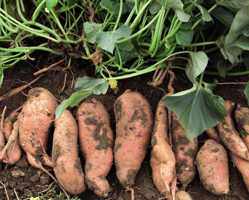 Sweet Potatoes