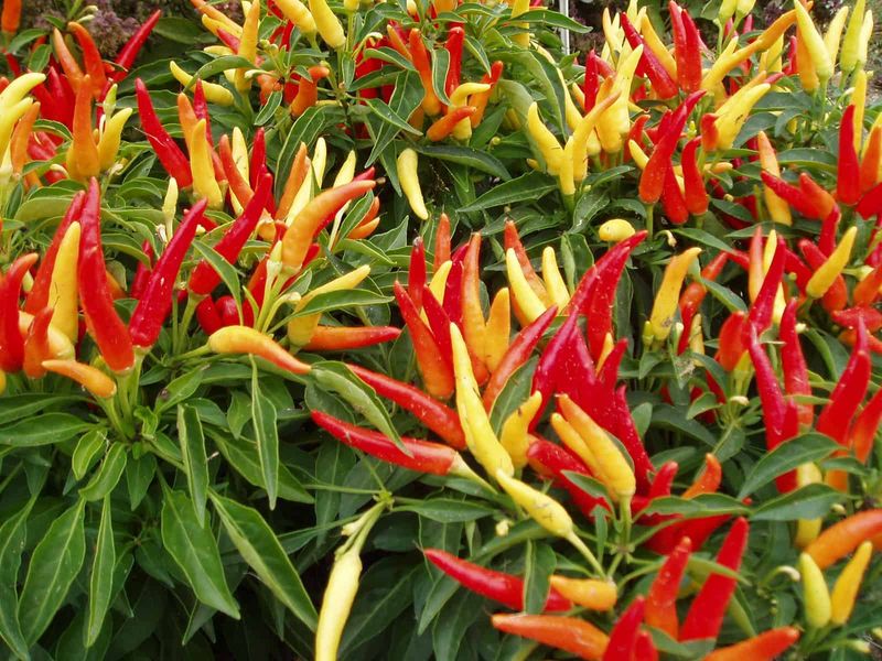 Chili Peppers