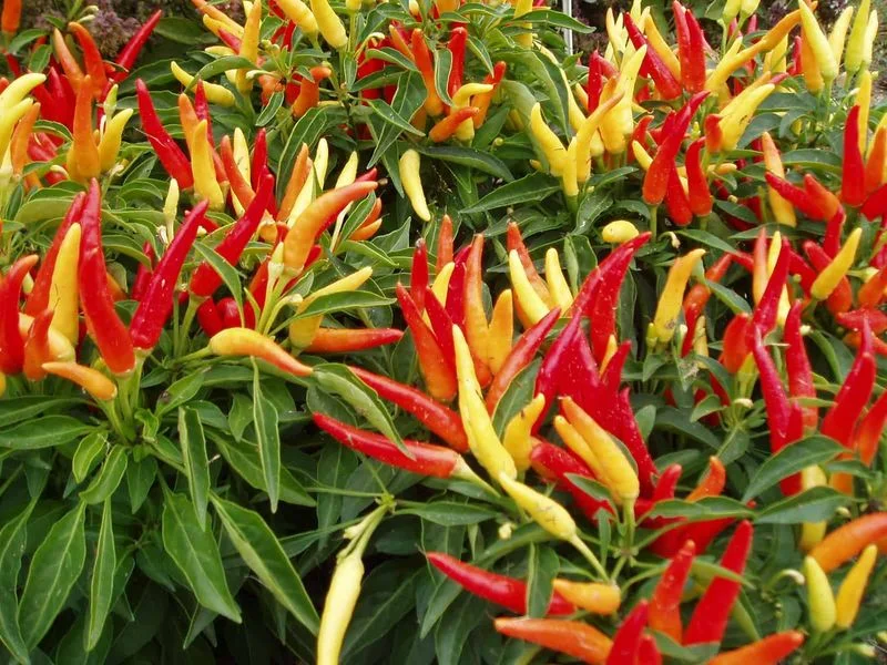 Chili Peppers