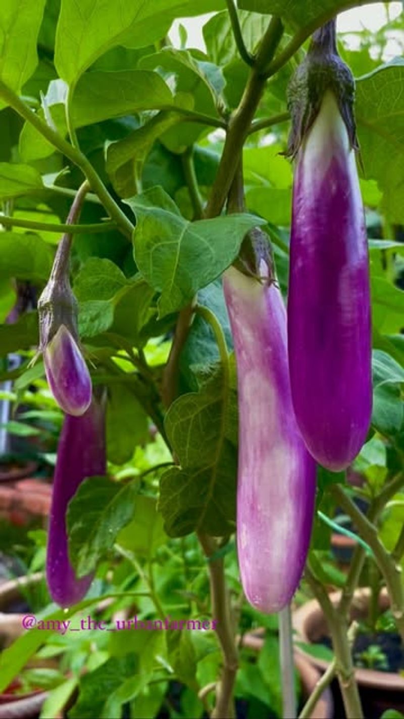 Eggplant