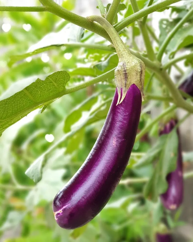 Eggplants