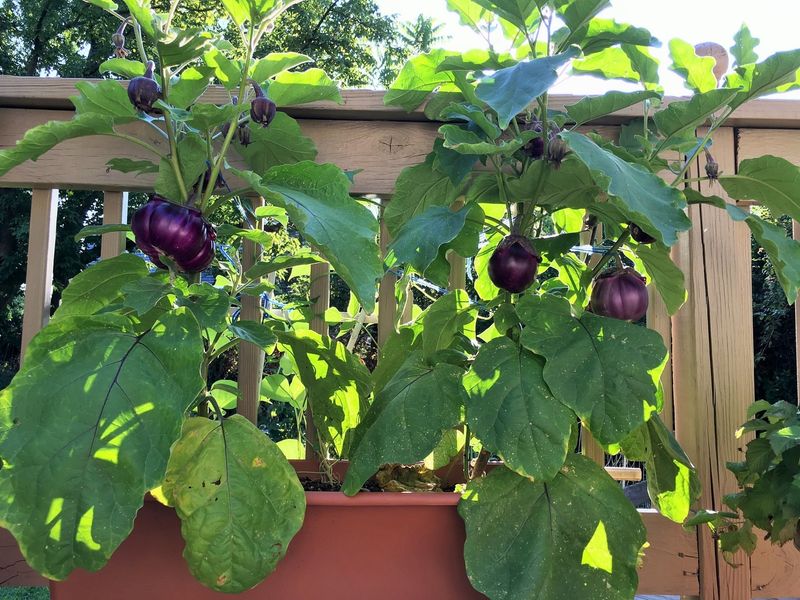 Eggplants