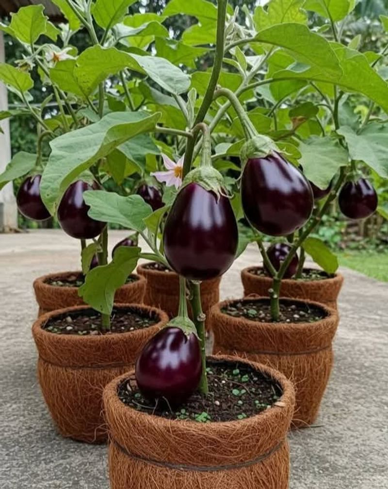 Eggplants