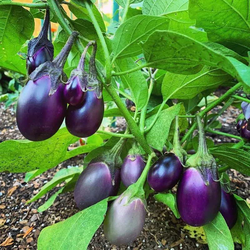 Eggplants and Amaranth