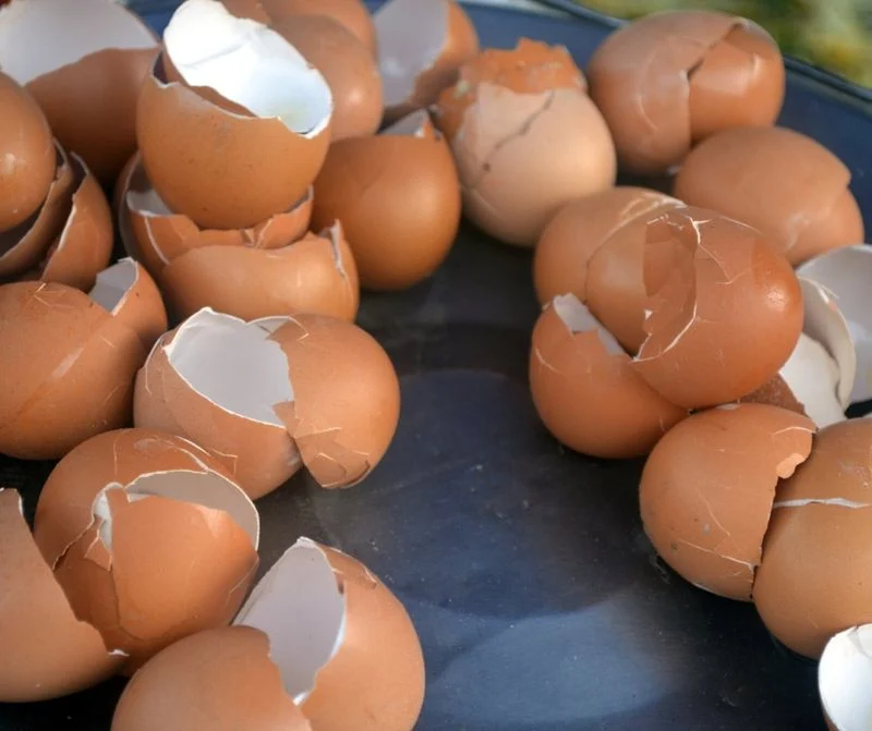 Eggshells