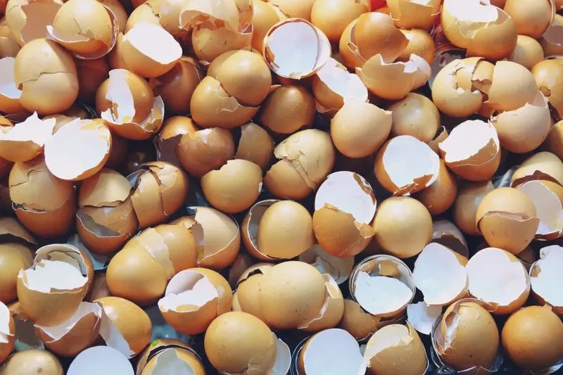 Eggshells