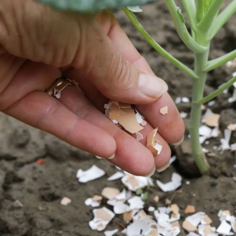 Eggshells