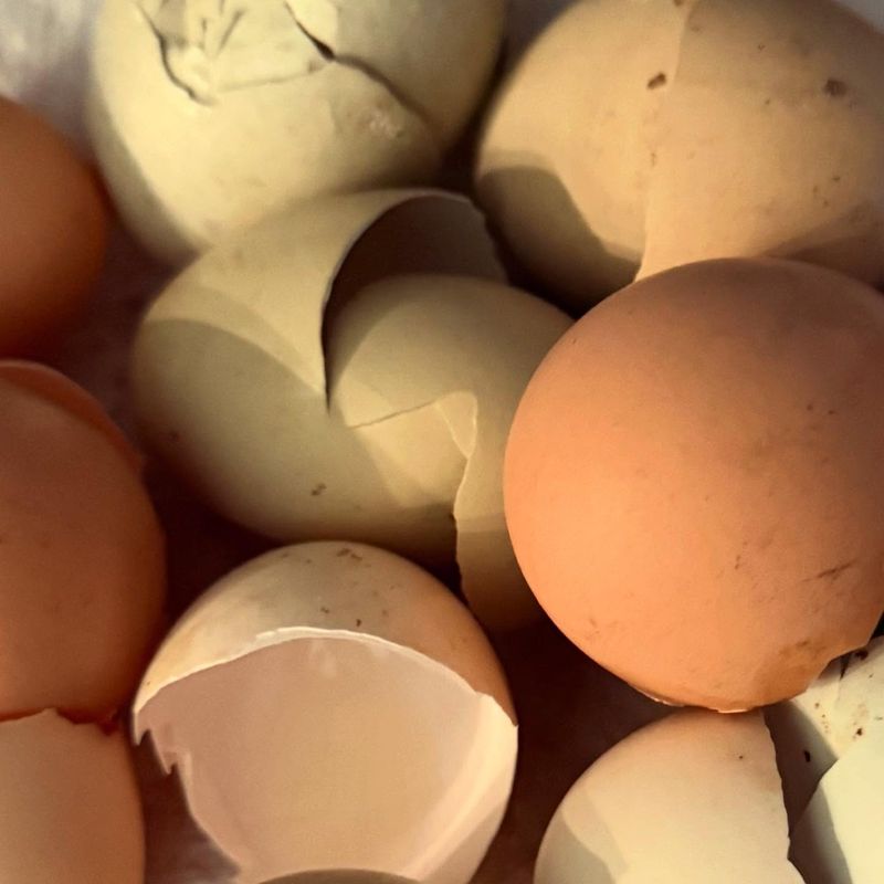 Eggshells