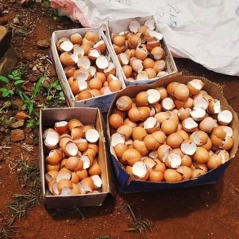 Eggshells