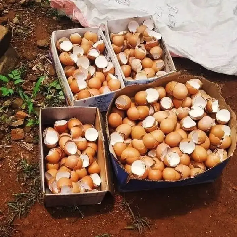 Eggshells